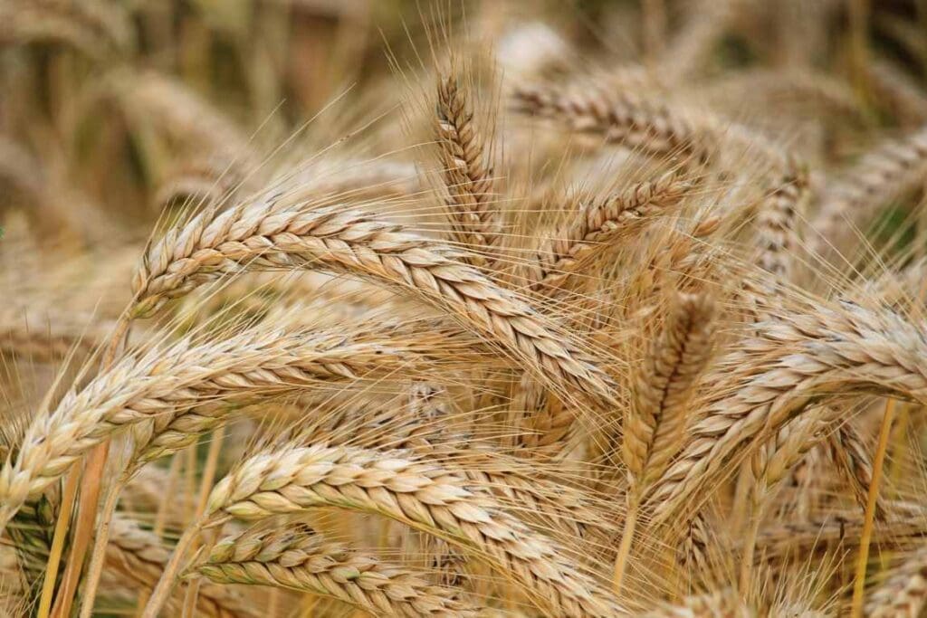 Image: Close-up of Wheat