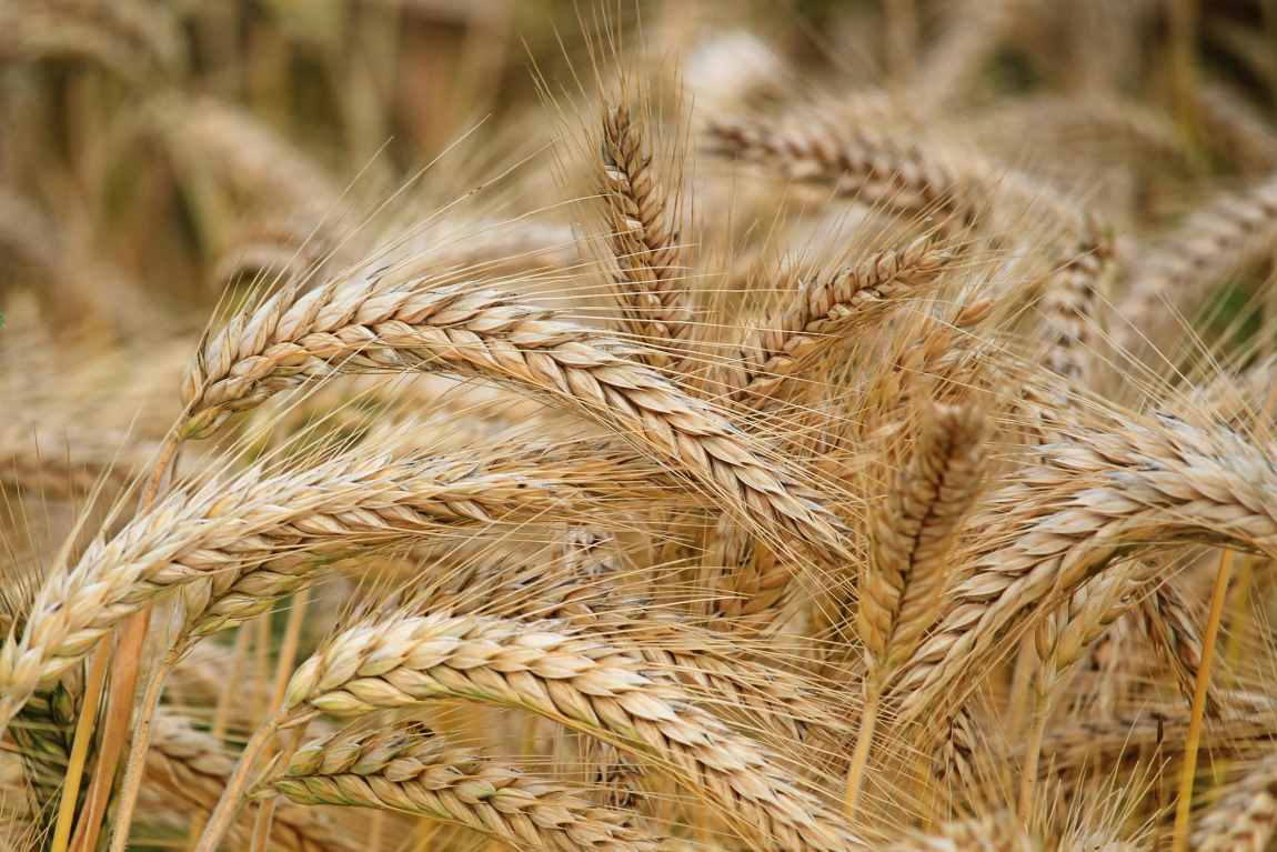 Image: Close-up of Wheat