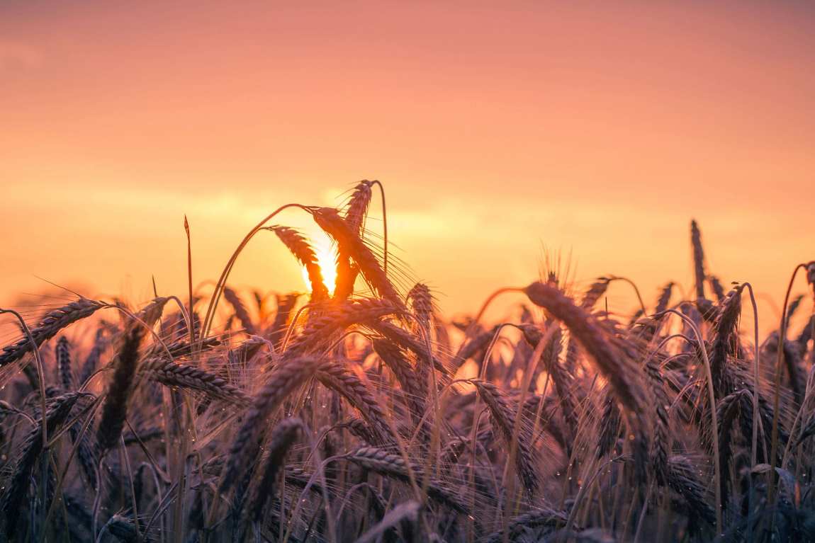 Making agriculture more resilient to climate change