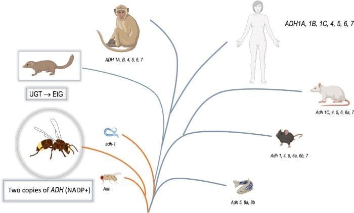 pnas R. Spanagel res