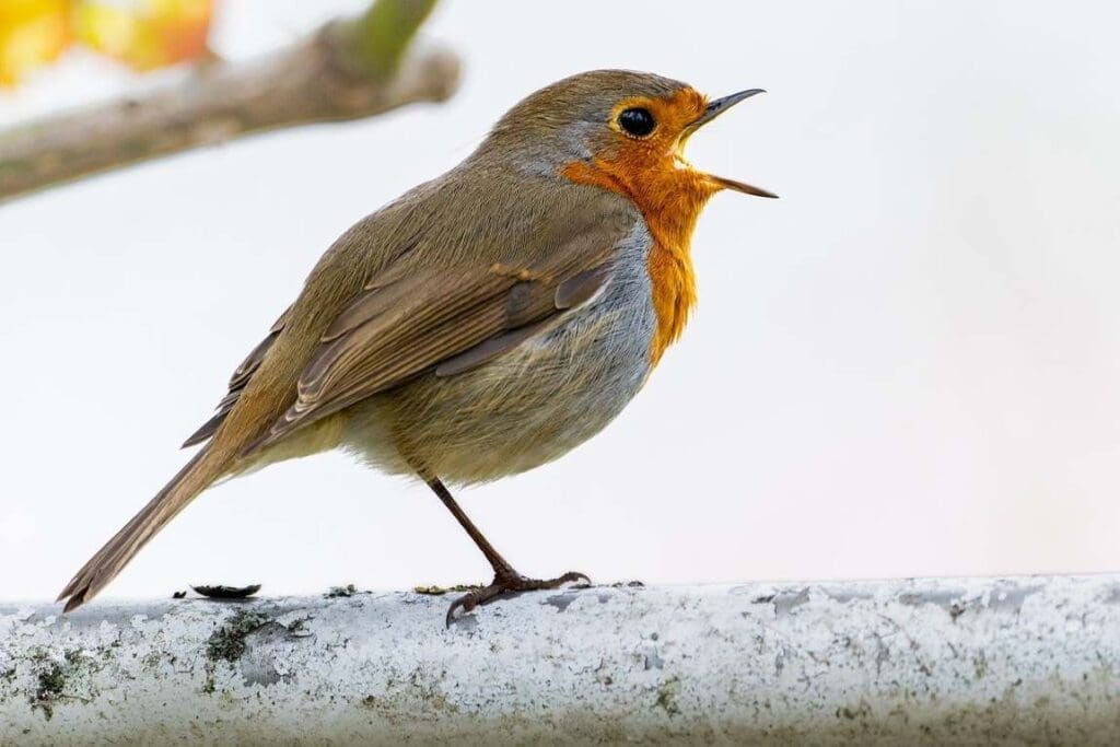 Image: European robin