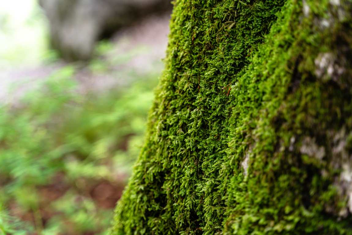 Image: selective shot of a mossy tree in a park