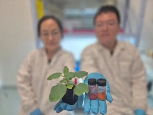 Chromatic COF sensors integrated into microneedles provide early warning for plant drought stress smart Distap res
