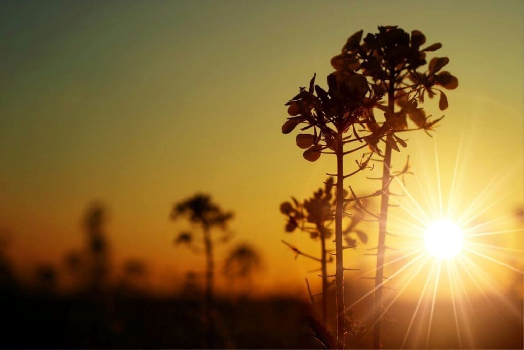 Image: Green Leafed Plant, Sunset