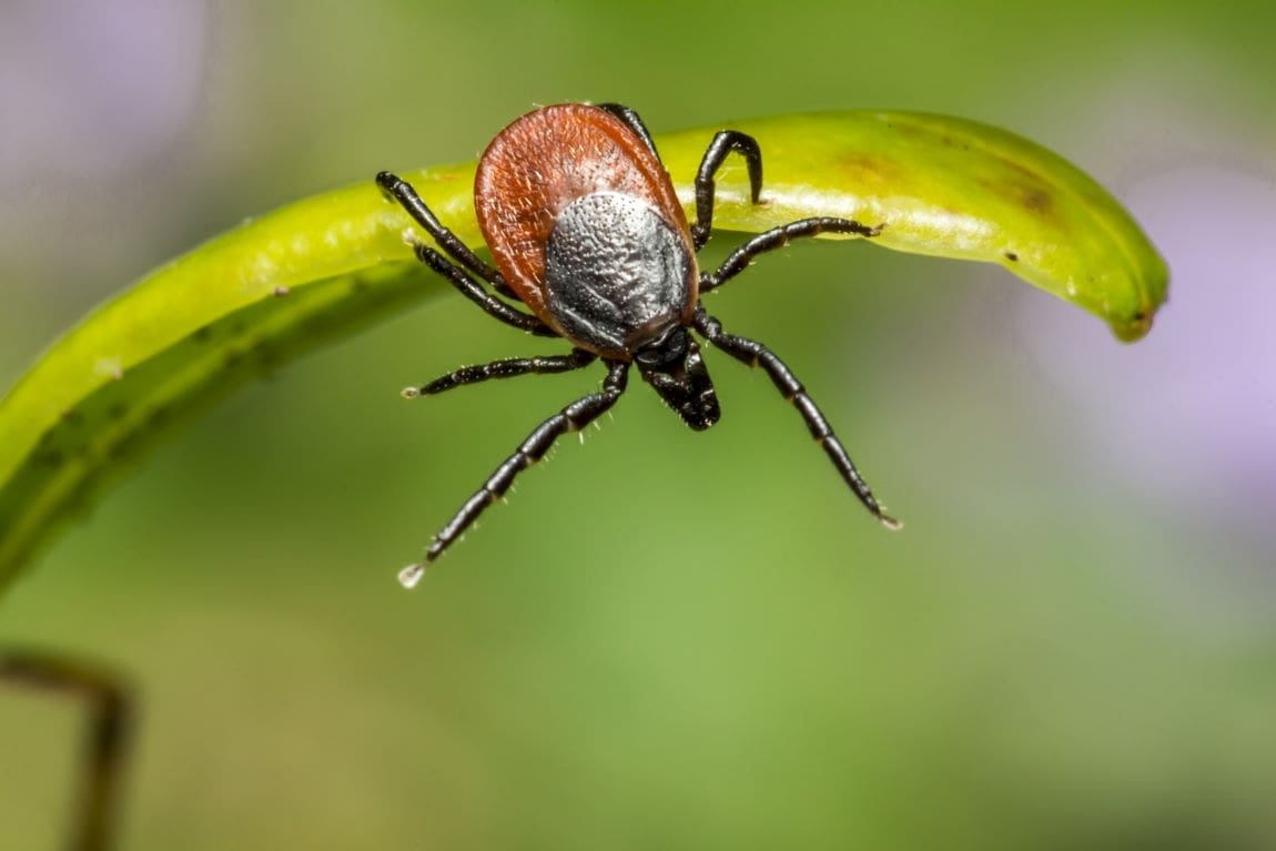 Image: invasive tick
