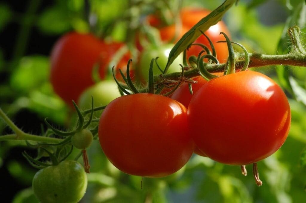 Image: Tomatoes (s. food, sustainable)