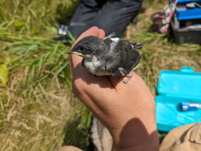 tracking tree swallow res
