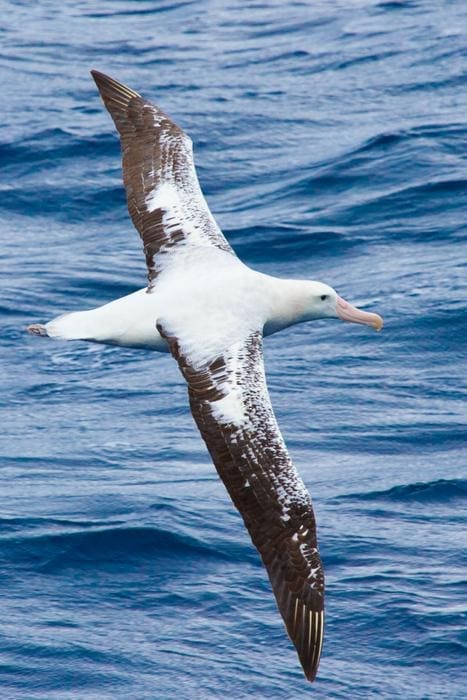 wandering albatross