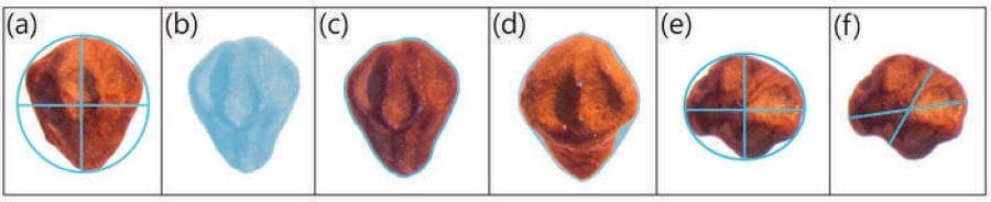 Illustration of morphological measurements used to analyze juniper seeds.