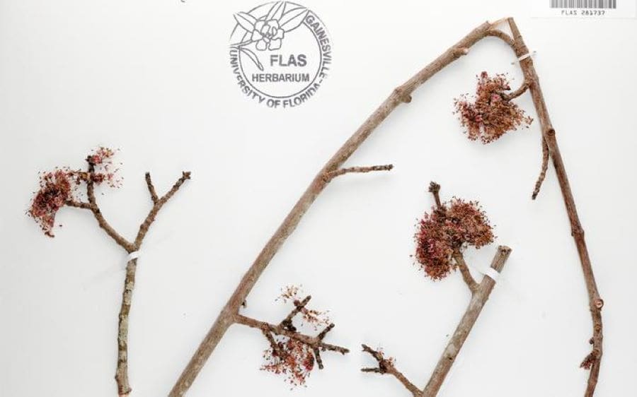 Image: Red maples (Acer rubrum) (s plants, phenology, climate change)