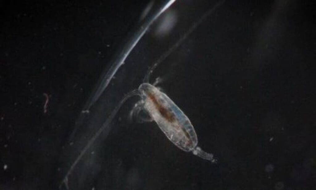 Clay sprayed on the ocean’s surface converts carbon into food for microscopic zooplankton