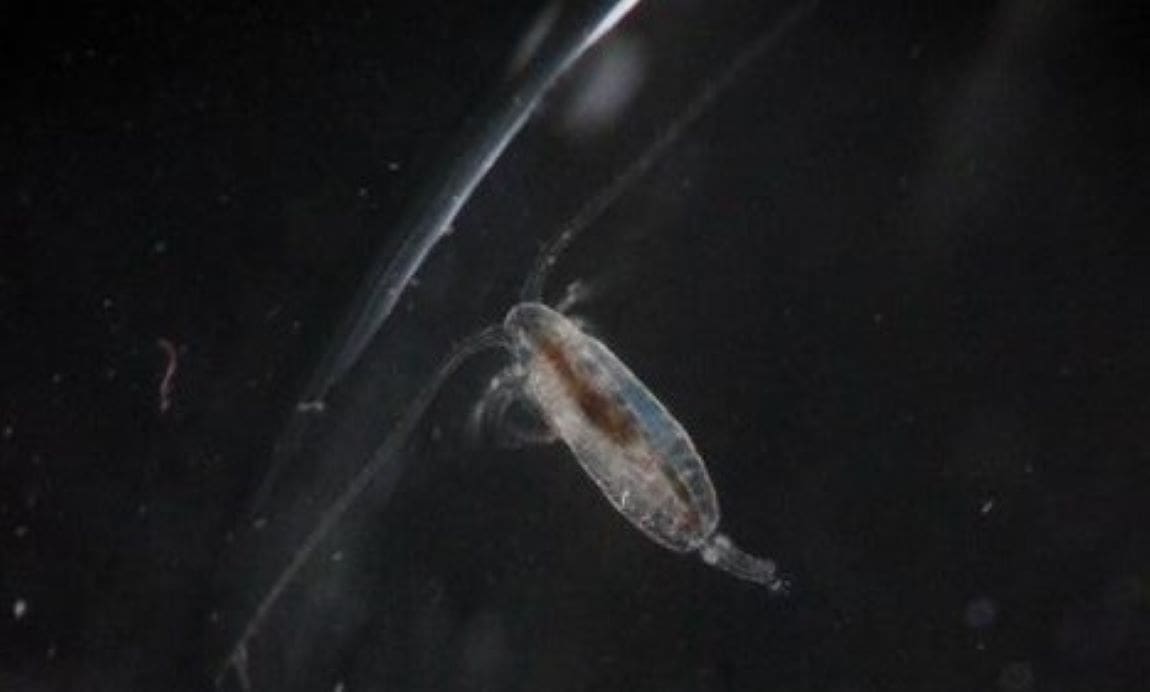 Clay sprayed on the ocean’s surface converts carbon into food for microscopic zooplankton