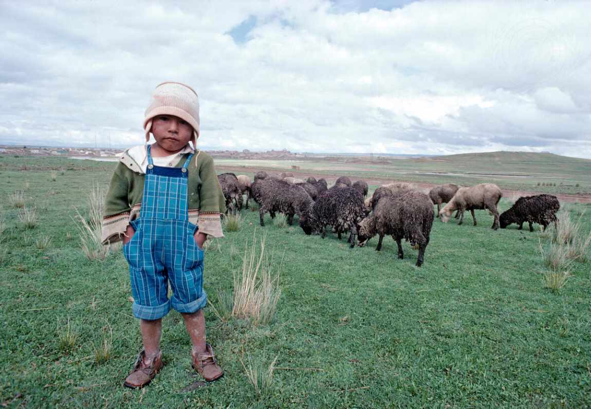 Image: child with sheeps