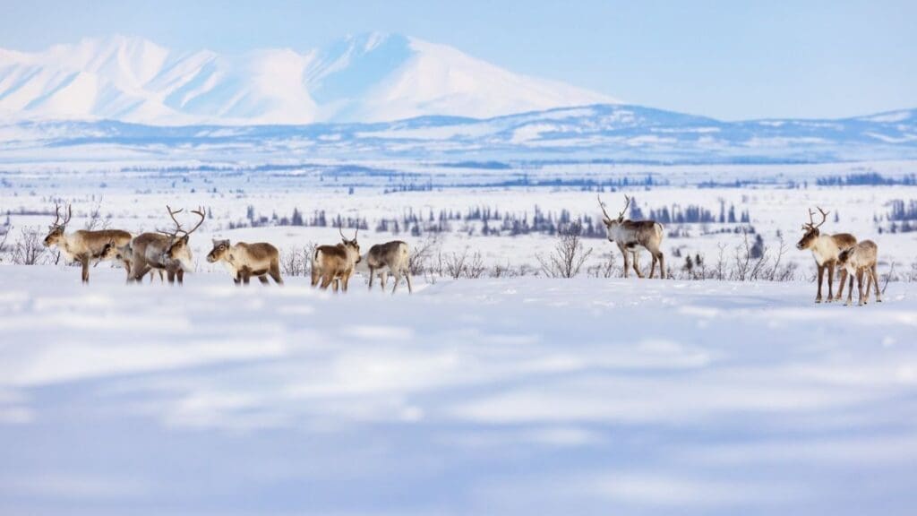 AI sea ice forecasts help protect Arctic caribou migration routes A group caribou from the Western Arctic Caribou Herd travels along a winter trail between the villages of Selawik and Ambler, Alaska, within the Selawik National Wildlife Refuge. The herd migrates through and sometimes winters on the refuge (s. tundra, climate)
