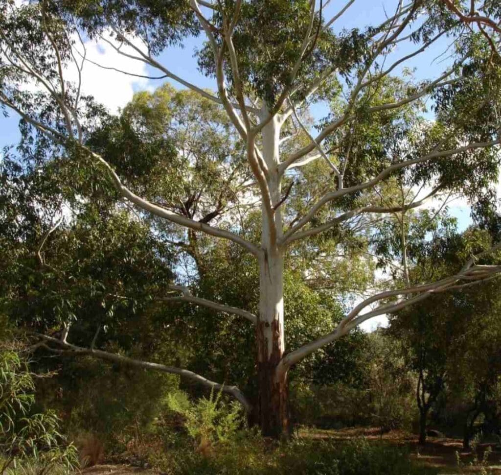 Fossil evidence redefines the history of Australia’s rainforest margins Image: Eucalyptus grandis, tree