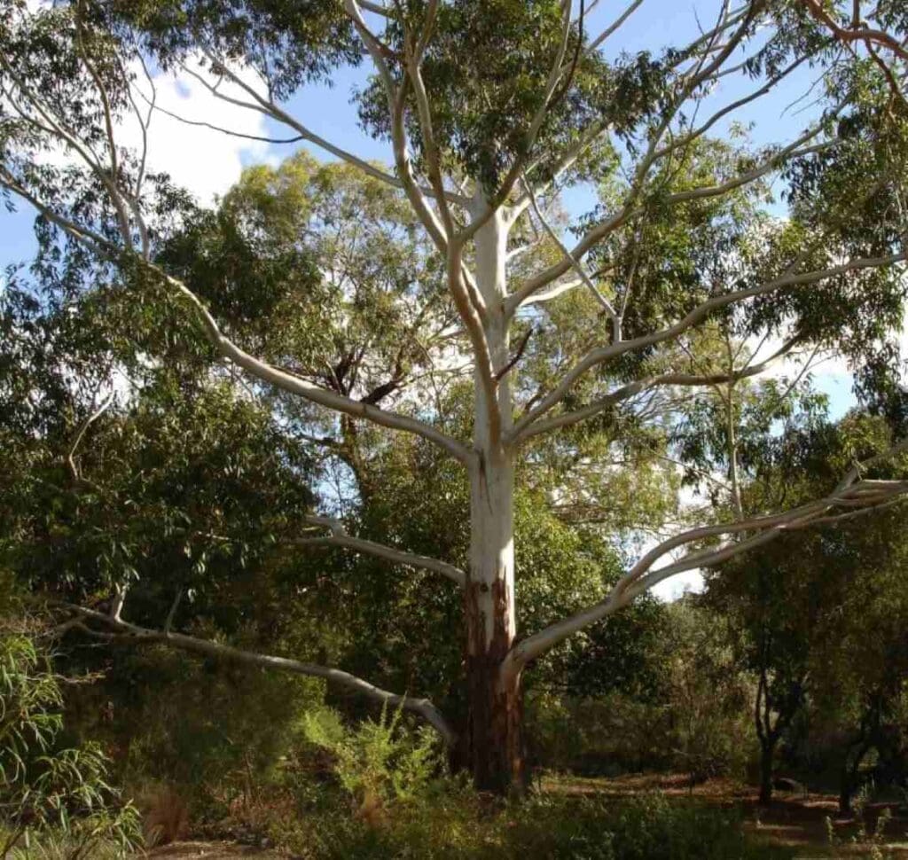 Image: Eucalyptus grandis, tree