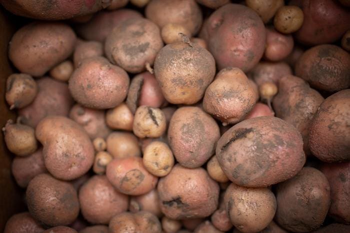 Researchers weren't sure how the potatoes would respond to the high temperatures, but harvest showed the modified potatoes grew 30% more mass than the control potatoes