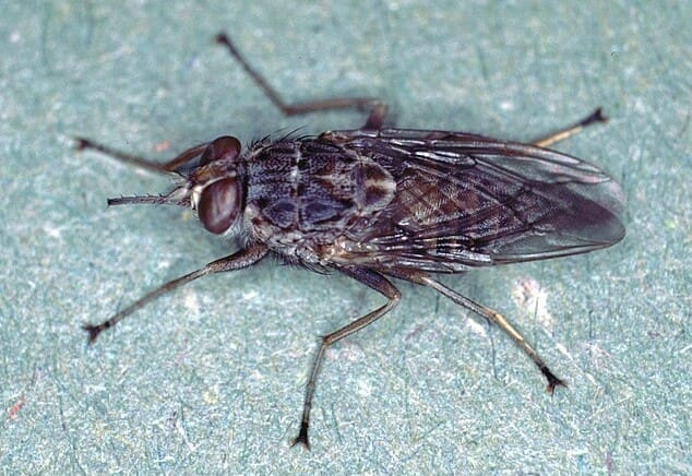 Climate Science Digest: December 19, 2024 Tsetse fly.
