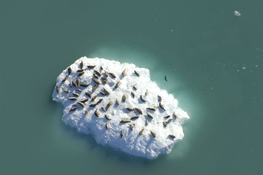 Seals resting on an iceberg in Johns Hopkins Inlet, Glacier Bay National Park