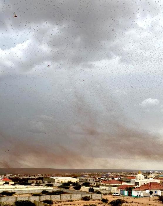 Locust swarm in Somalia