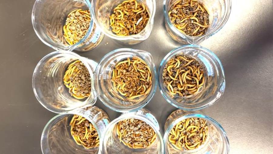 Mealworms feast on bran and microplastics in the lab. Credit M Tseng res