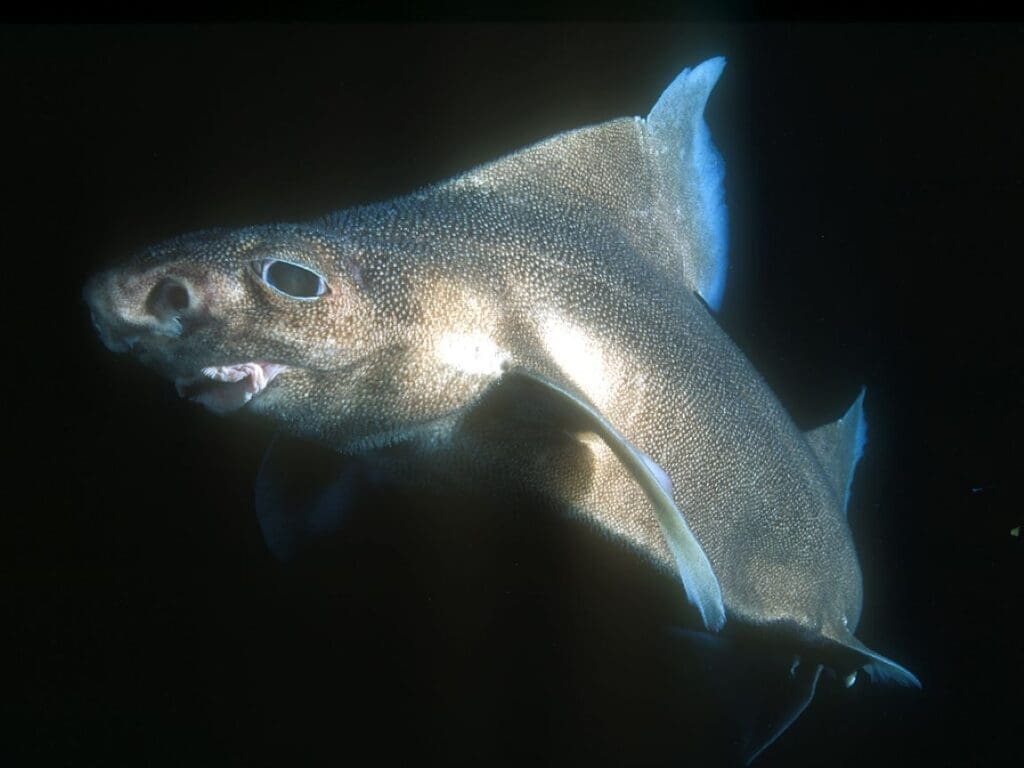 Overfishing halves shark and ray populations since 1970 Oxynotus bruniensis Hoppen res