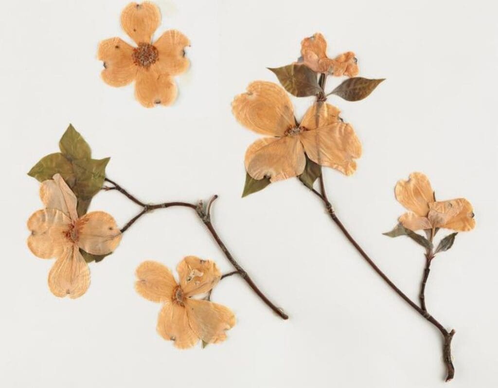 Image: A new study shows it's possible for researchers to predict plant growth cycles, like leaf production and flowering time, with much more accuracy than ever before