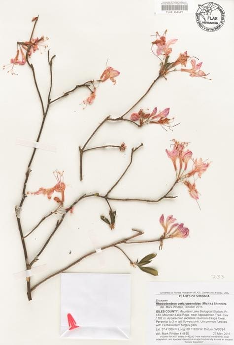 Image: Pink azaleas (Rhododendron periclymenoides) 
