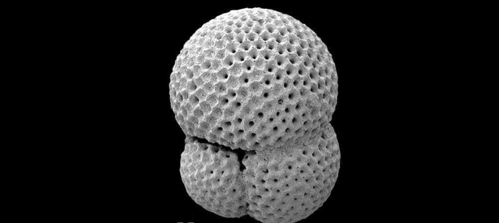 Marine plankton’s carbon role linked to ocean density shifts 1 Trilobatus trilobus Poole Wade 2019 res