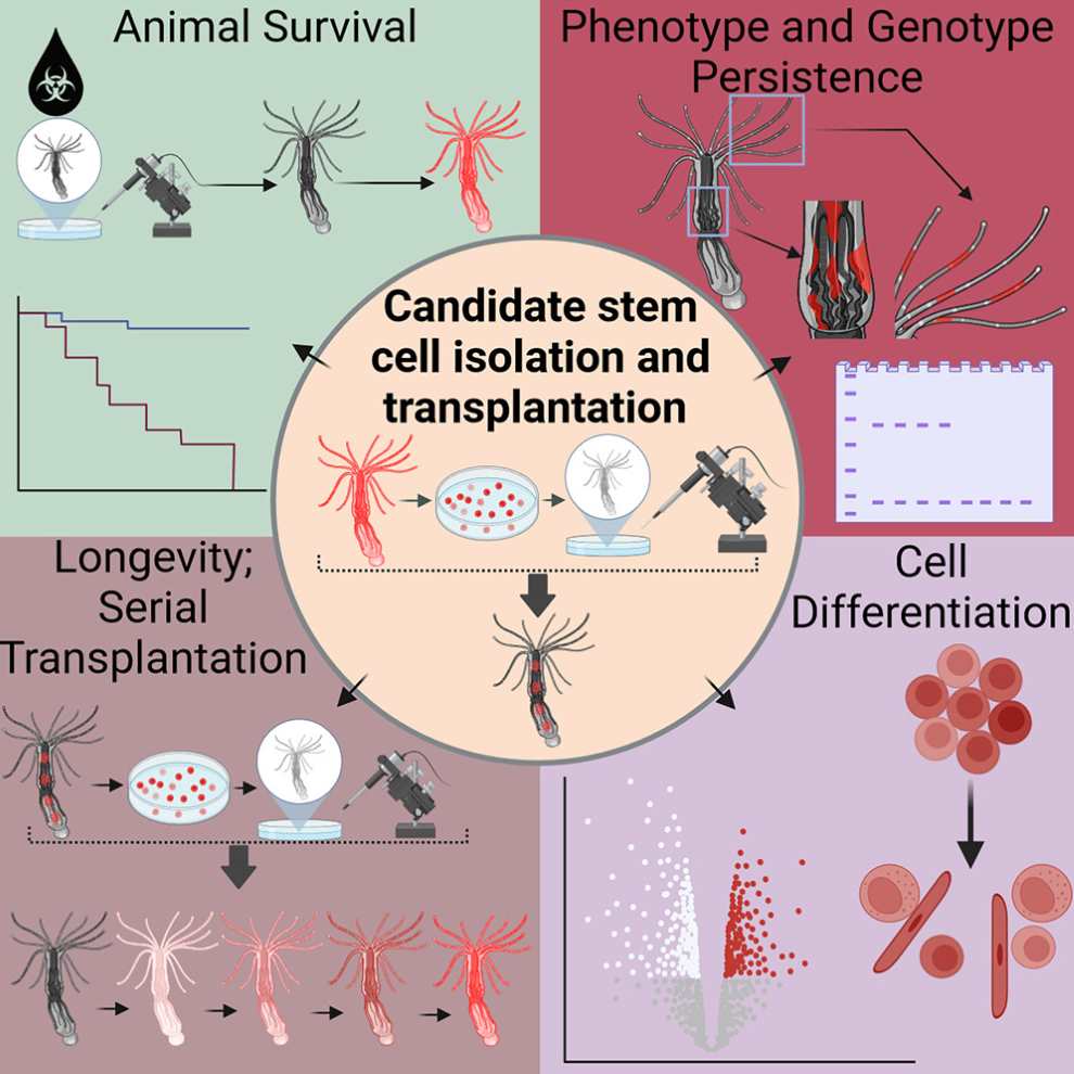 abtract stem.corals res