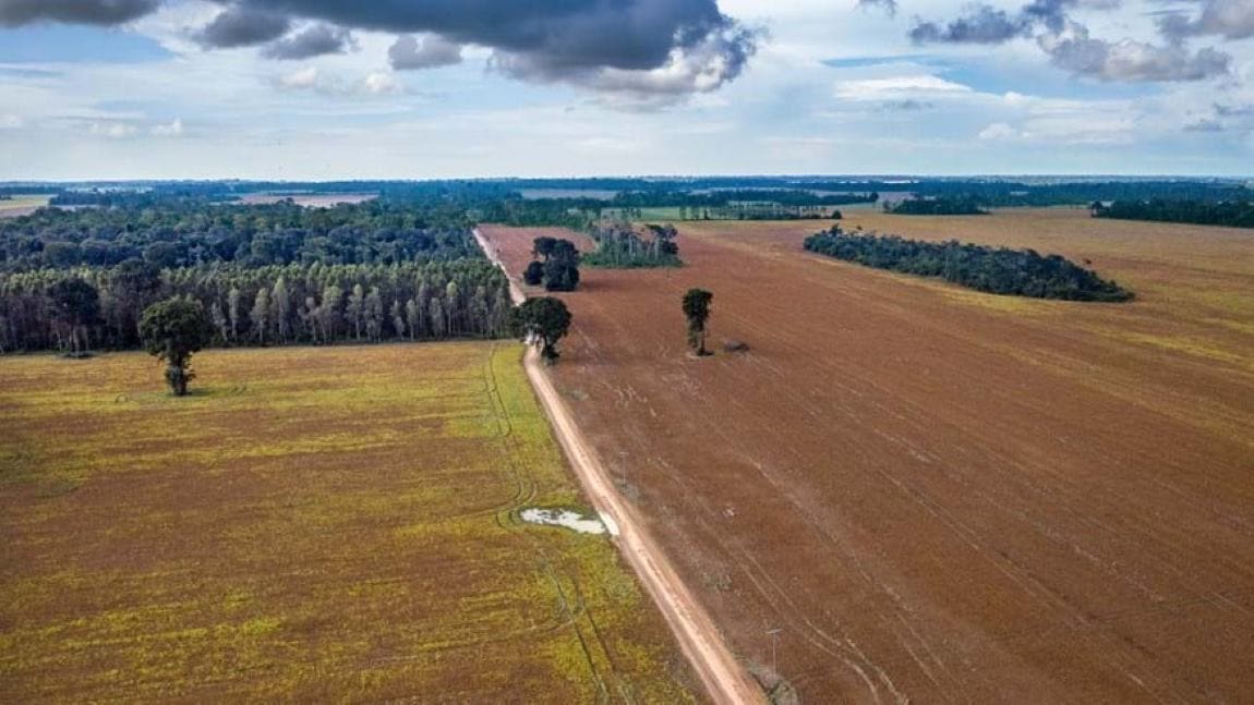 Human activity reshapes Brazil’s forests, driving shifts in tree species and ecosystem roles