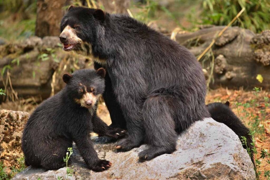 Andean bears (Tremarctos ornatus)