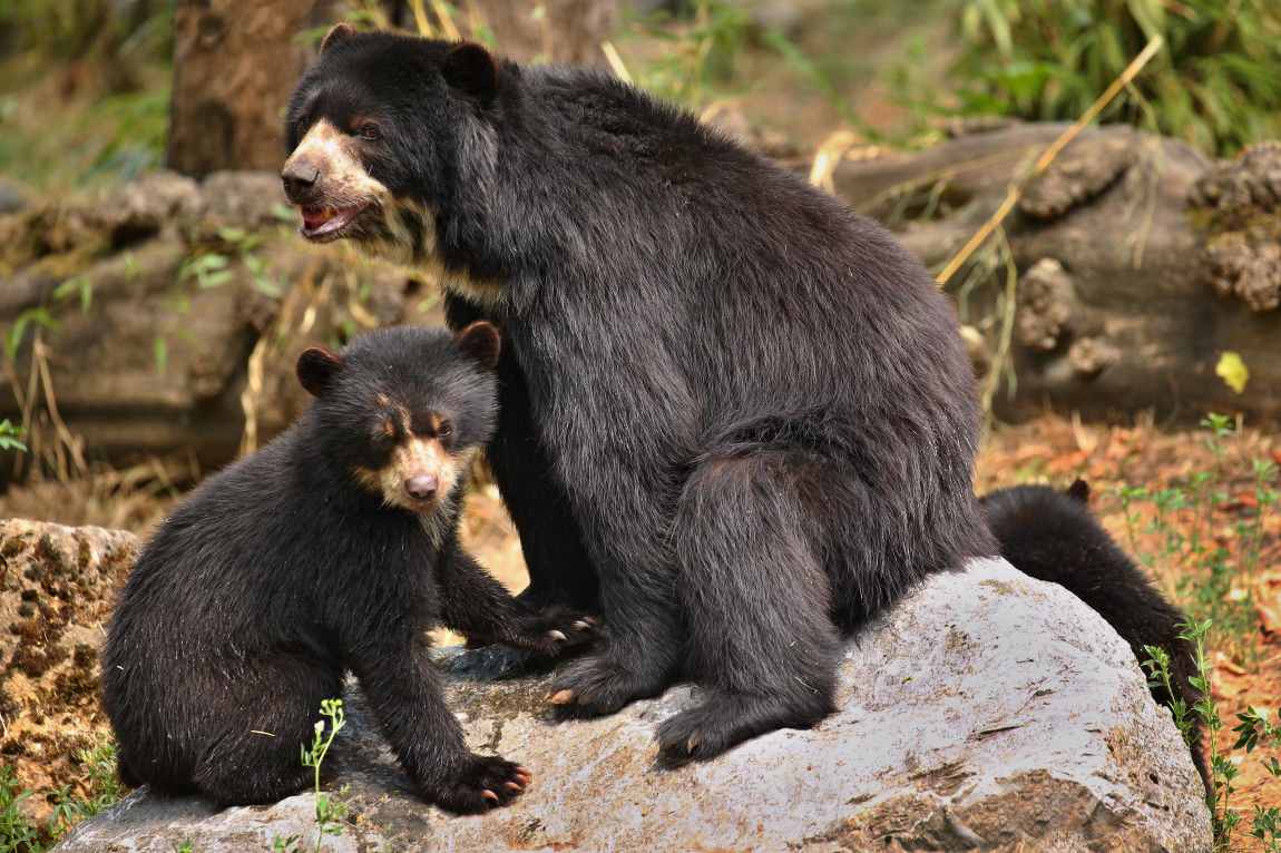 Protecting Peru’s high-elevation grasslands is crucial for Andean bear survival