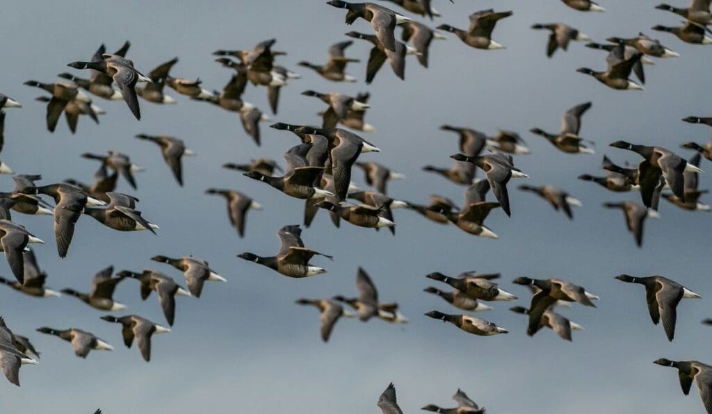 DOF BirdLife calls for permanent ban on fireworks in Denmark’s Natura 2000 areas Geese fleeing