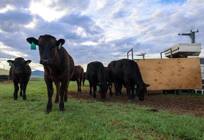 Seaweed supplement slashes methane emissions in grazing cattle by nearly 40% Image: Cows