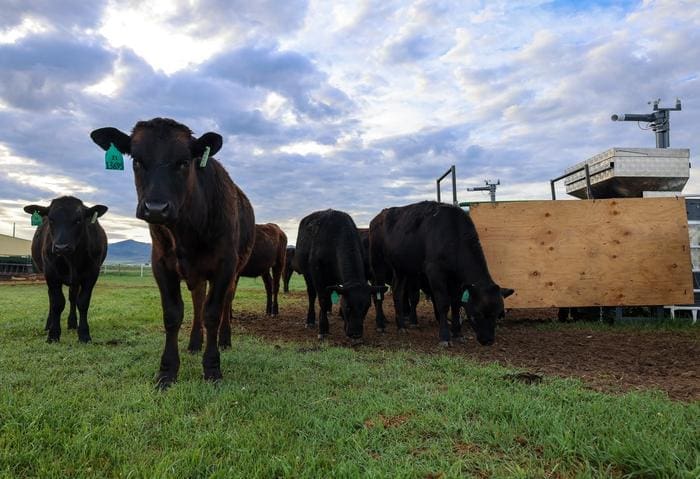 Seaweed supplement slashes methane emissions in grazing cattle by nearly 40%