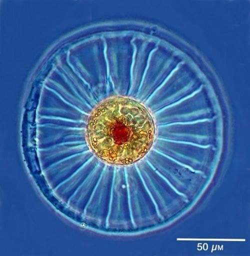 cnrs diatom res