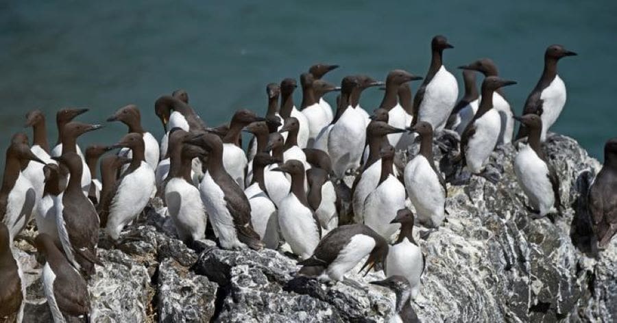 common murres usgs res
