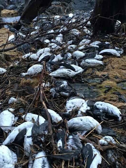 dead murres on Pigot Bay 2016 res rotated