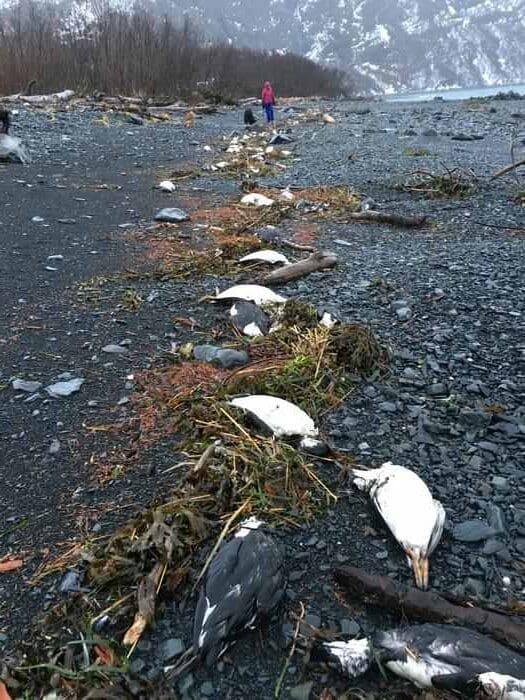 dead murres on beach 2016 res rotated