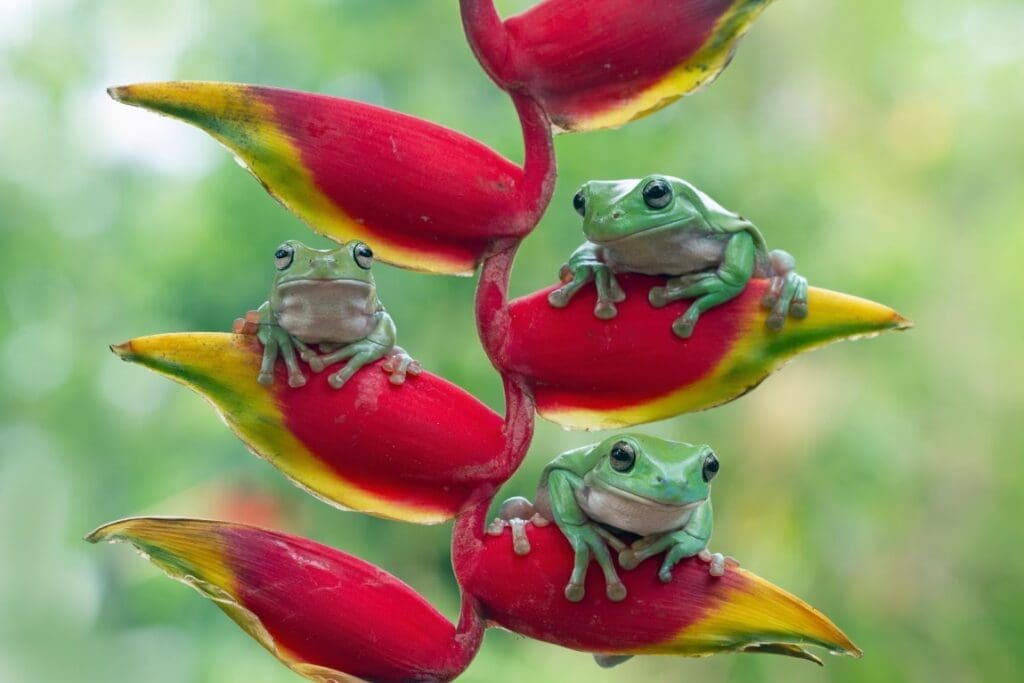 Dumpy frog litoria caerulea on red bud