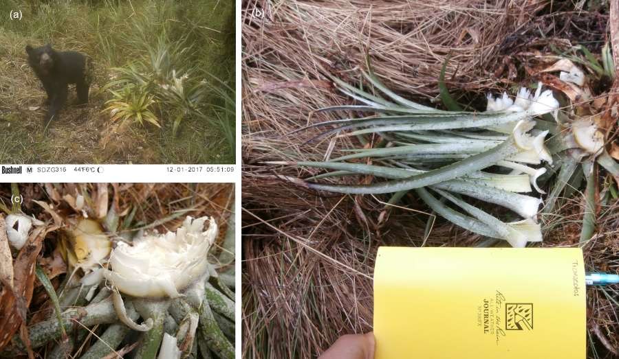 Examples of foraging sign left by Andean bears on terrestrial bromeliads in Peru