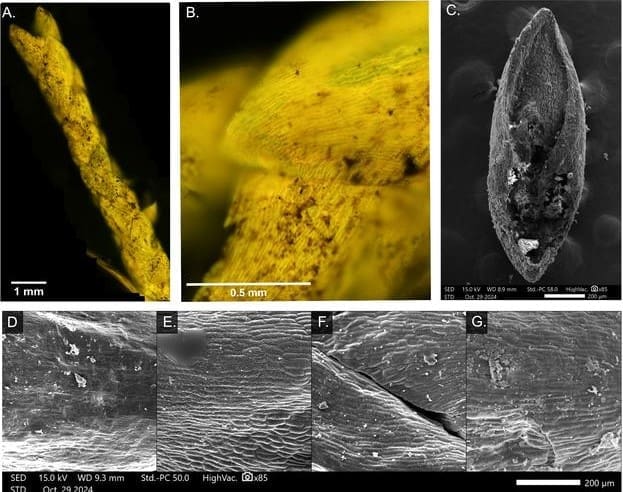 Fluorescent and scanning electron microscopy (SEM) of fossil and modern juniper leaves.