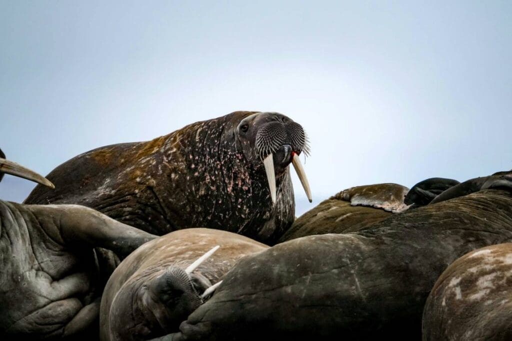 State-dependent harvest ensures Pacific walrus sustainability under climate change Image: Walruses lying together