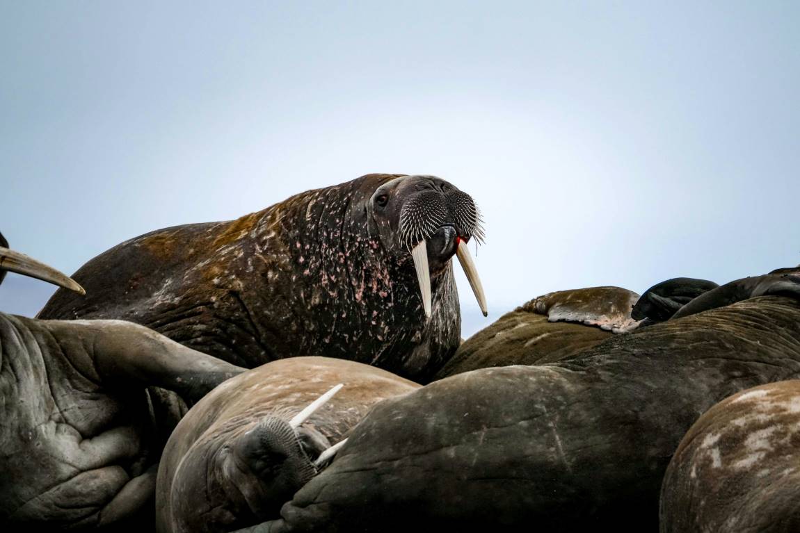Image: Walruses lying together