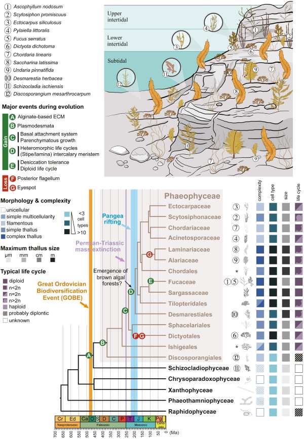 Ecology, diversity, and evolutionary features of the brown algae -infographic