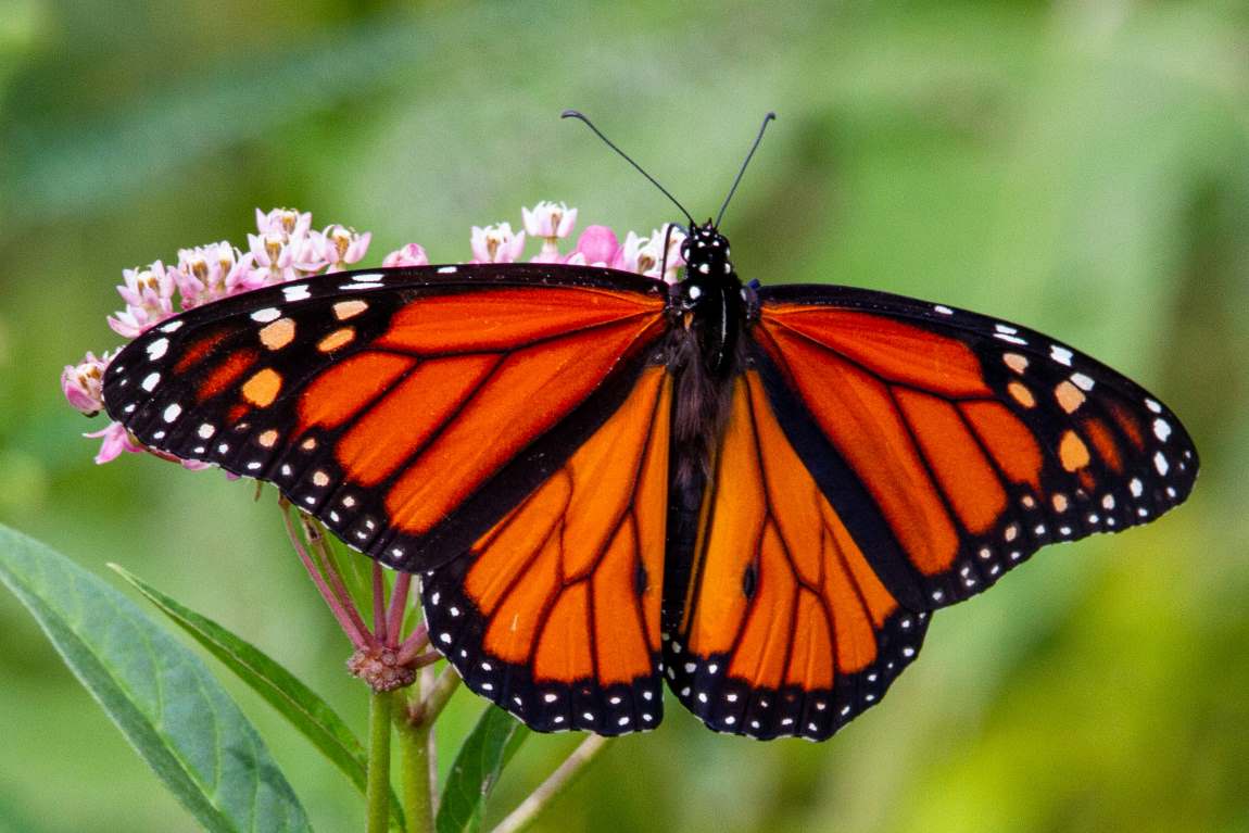 Image: Monarch Butterfly