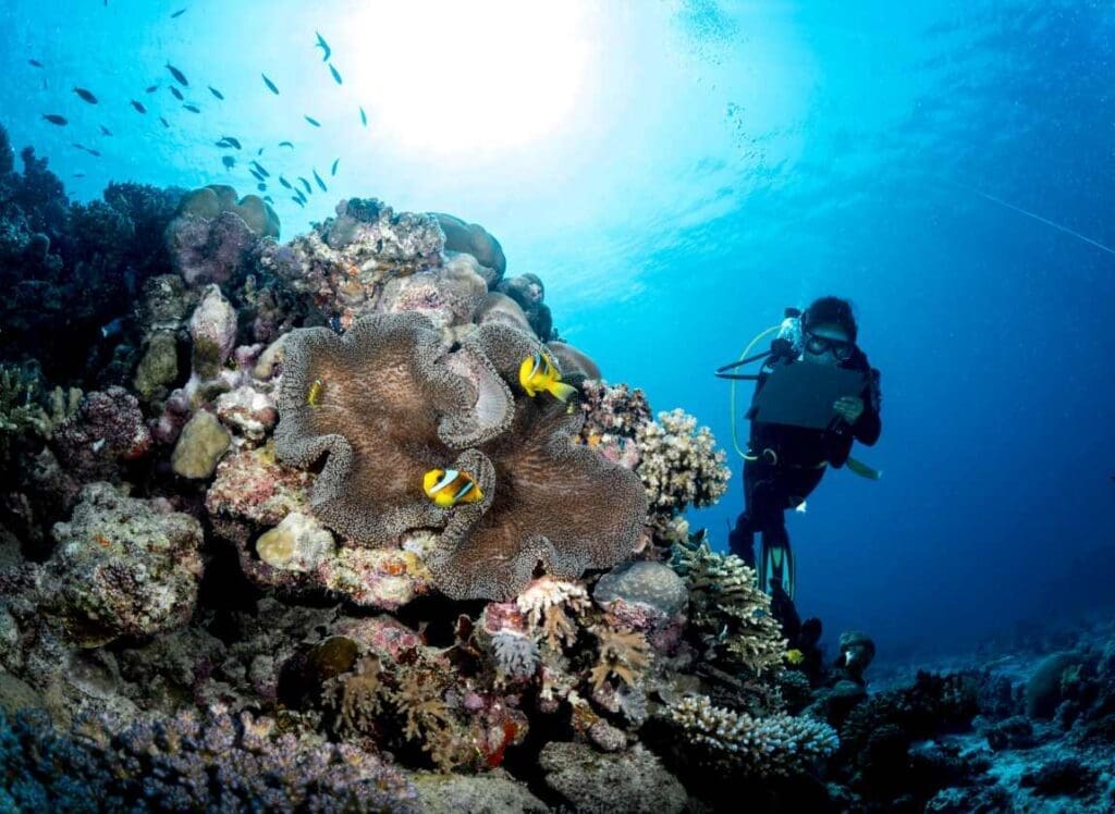 Coral reef restoration as a crucial strategy for ecosystem resilience Image: Corals, Ocean, Diver
