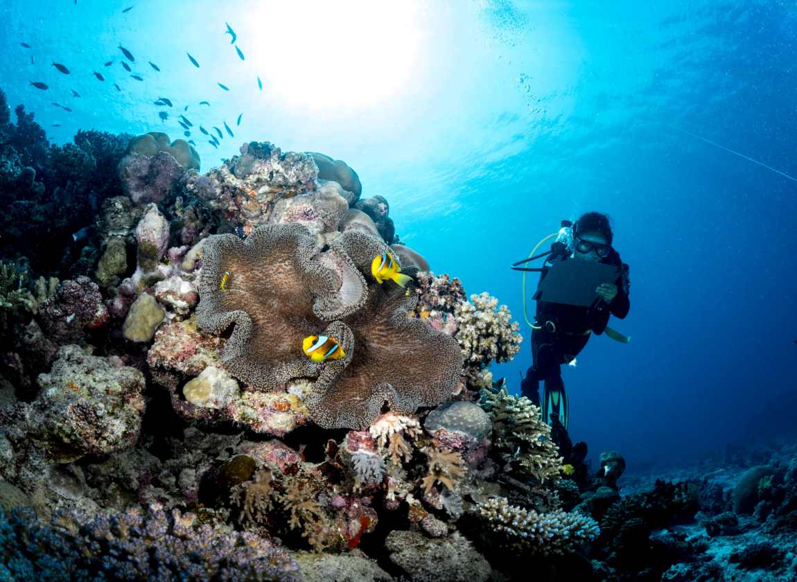 Image: Corals, Ocean, Diver