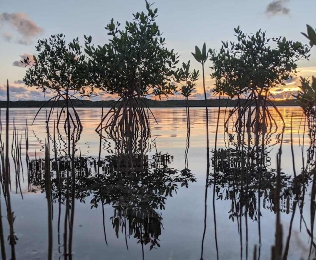 Mangroves save $855 billion in global flood protection, study finds Image: Mangroves in Alice Town, Bahamas